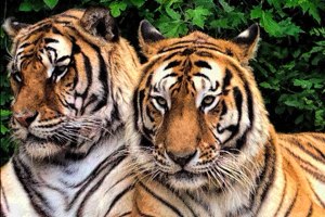 Kubwa the tiger