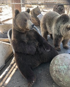 Rocky the bear