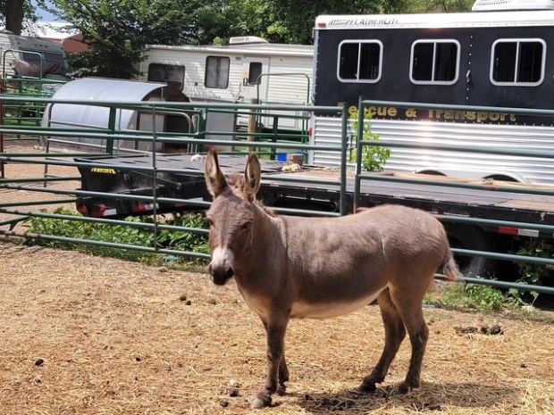 Sponsored Animals – The Valley of the Kings – Valley of the Kings ...